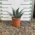 Agáva americká (Agave americana) - výška 10-15 cm, Ø 20-30 cm, kont. C6L (-10°C)